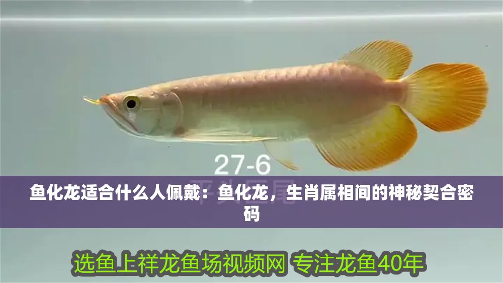 魚化龍適合什么人佩戴：魚化龍，生肖屬相間的神秘契合密碼