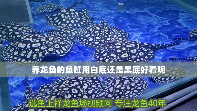 養龍魚的魚缸用白底還是黑底好看呢