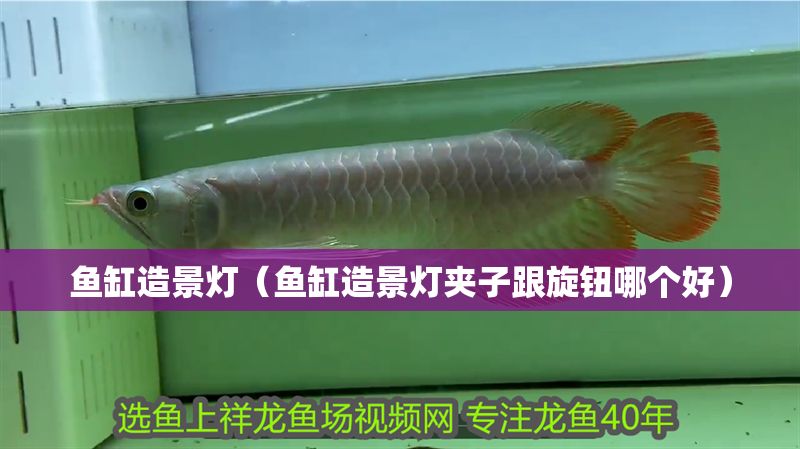 魚缸造景燈（魚缸造景燈夾子跟旋鈕哪個(gè)好）