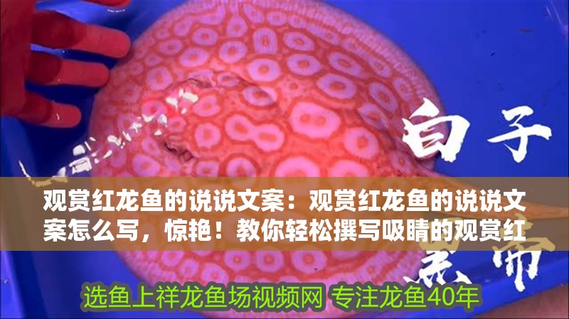 觀賞紅龍魚的說說文案：觀賞紅龍魚的說說文案怎么寫，驚艷！教你輕松撰寫吸睛的觀賞紅龍魚說說文案