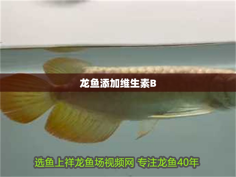 龍魚添加維生素B