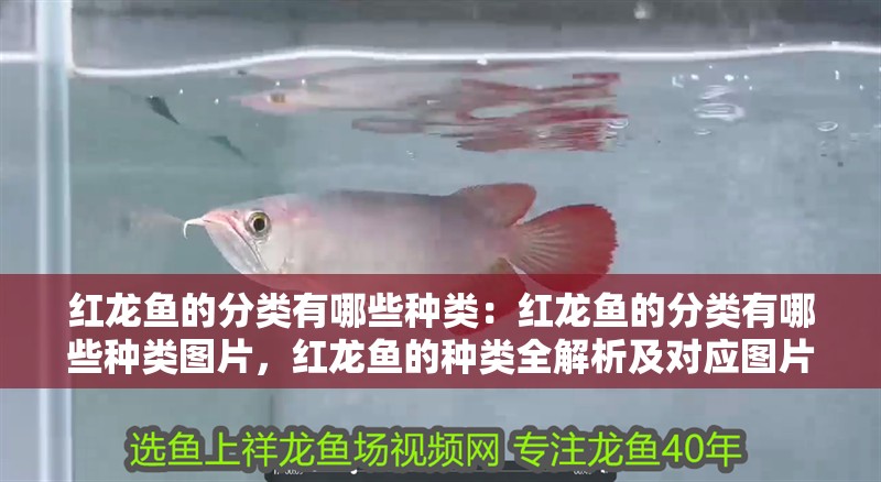 紅龍魚的分類有哪些種類：紅龍魚的分類有哪些種類圖片，紅龍魚的種類全解析及對應圖片