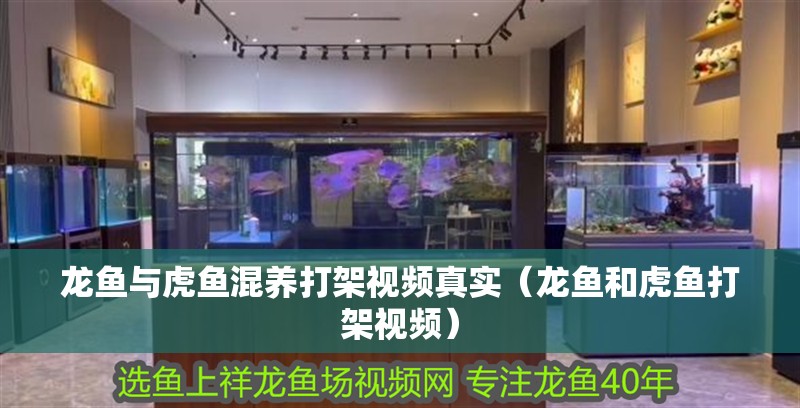 龍魚與虎魚混養打架視頻真實（龍魚和虎魚打架視頻）