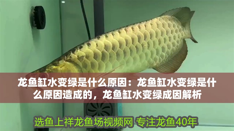 龍魚缸水變綠是什么原因：龍魚缸水變綠是什么原因造成的，龍魚缸水變綠成因解析