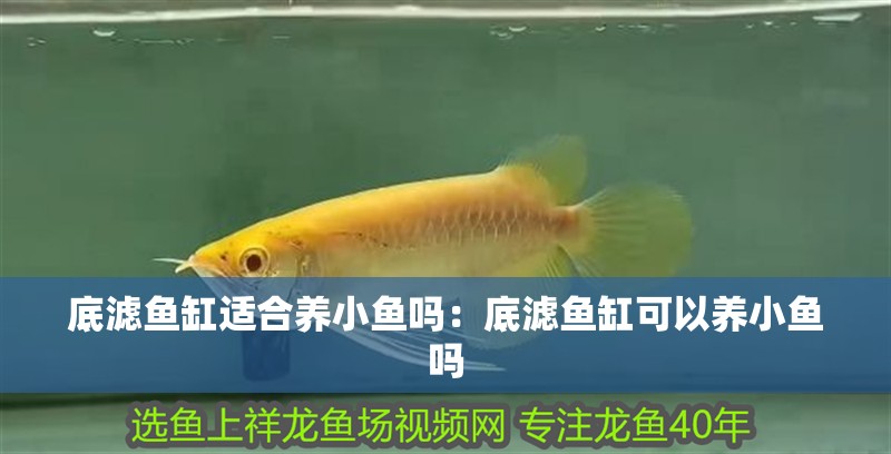 底濾魚缸適合養小魚嗎：底濾魚缸可以養小魚嗎