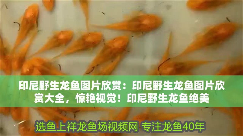 印尼野生龍魚圖片欣賞：印尼野生龍魚圖片欣賞大全，驚艷視覺！印尼野生龍魚絕美