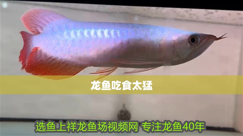 龍魚吃食太猛