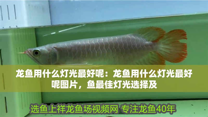 龍魚用什么燈光最好呢：龍魚用什么燈光最好呢圖片，魚最佳燈光選擇及