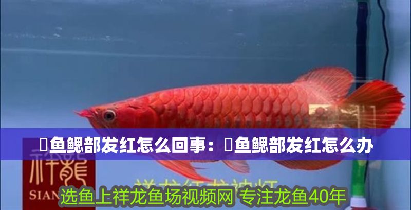 魟魚鰓部發紅怎么回事：魟魚鰓部發紅怎么辦
