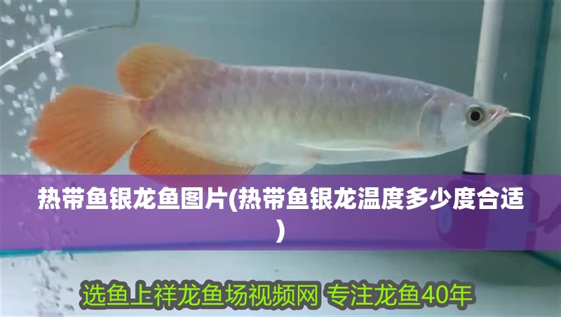 熱帶魚銀龍魚圖片(熱帶魚銀龍溫度多少度合適)