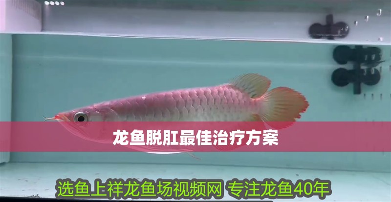 龍魚脫肛最佳治療方案