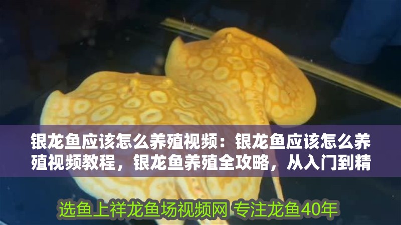 銀龍魚應該怎么養殖視頻：銀龍魚應該怎么養殖視頻教程，銀龍魚養殖全攻略，從入門到精通的視頻教程