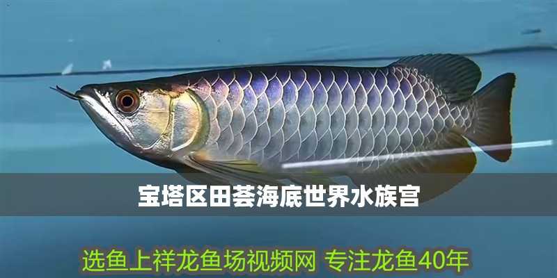 寶塔區田薈海底世界水族宮