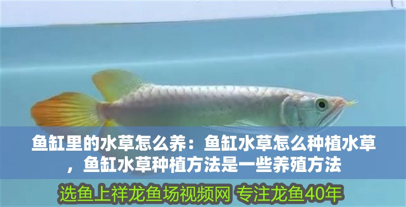 魚缸里的水草怎么養：魚缸水草怎么種植水草，魚缸水草種植方法是一些養殖方法