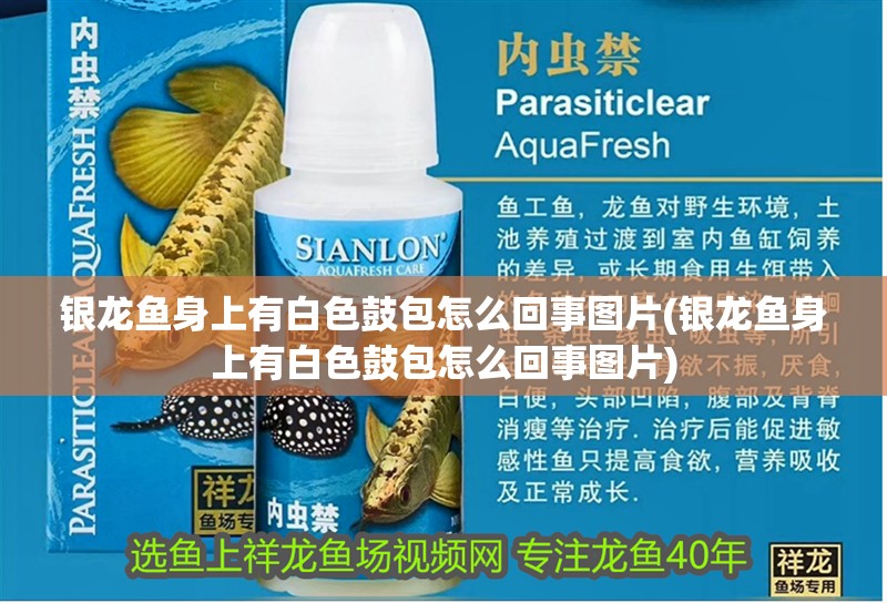銀龍魚身上有白色鼓包怎么回事圖片(銀龍魚身上有白色鼓包怎么回事圖片)