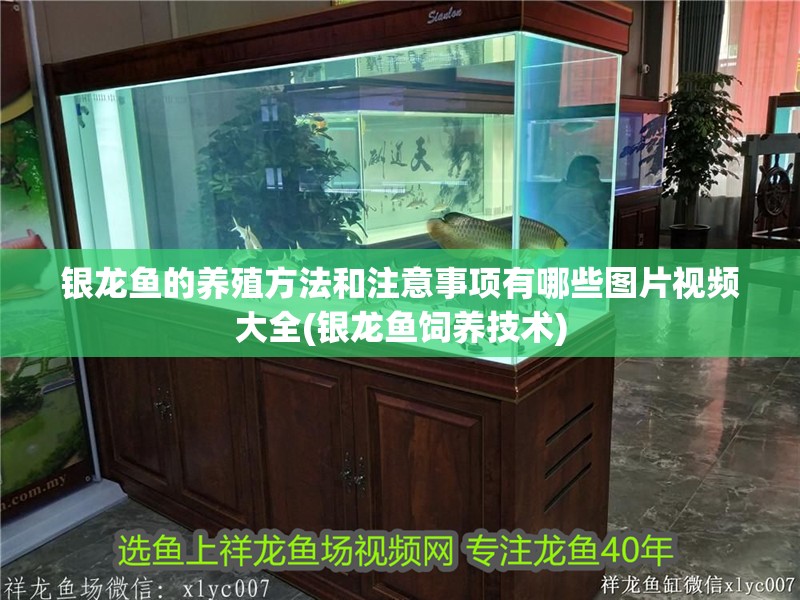 銀龍魚的養殖方法和注意事項有哪些圖片視頻大全(銀龍魚飼養技術)