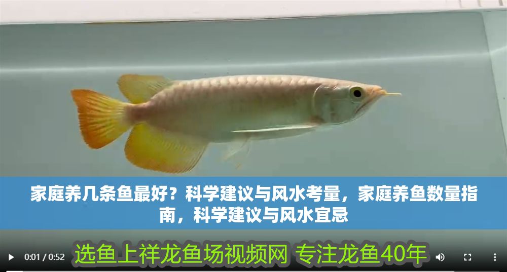 家庭養幾條魚最好？科學建議與風水考量，家庭養魚數量指南，科學建議與風水宜忌