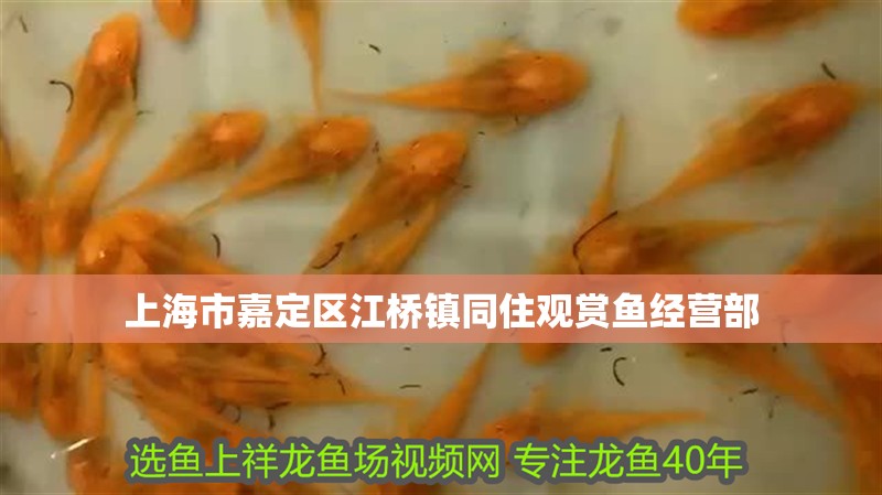 上海市嘉定區江橋鎮同住觀賞魚經營部