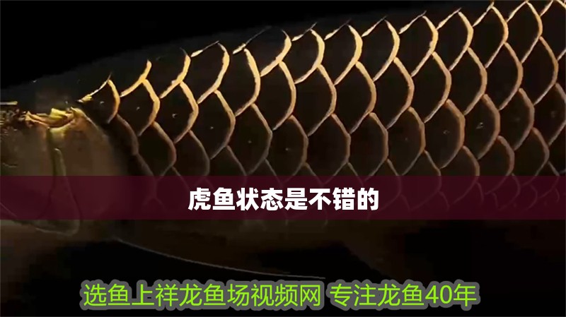 虎魚狀態是不錯的