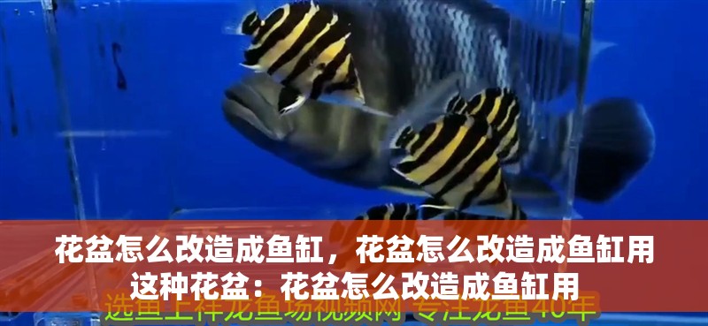 花盆怎么改造成魚缸，花盆怎么改造成魚缸用這種花盆：花盆怎么改造成魚缸用