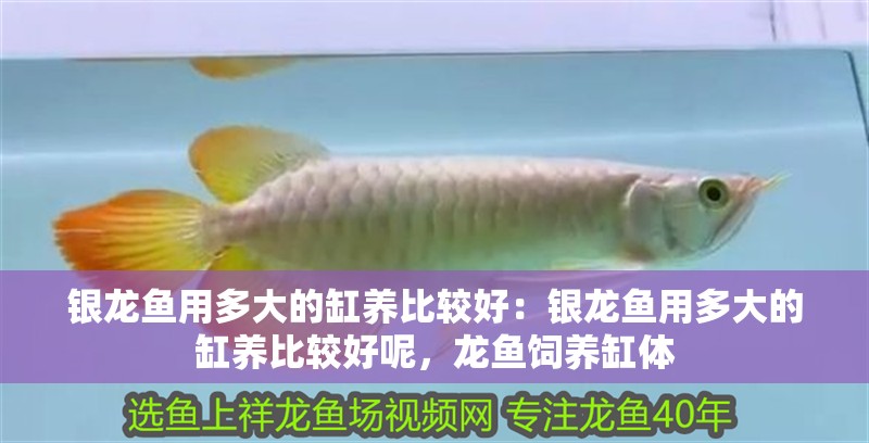 銀龍魚用多大的缸養比較好：銀龍魚用多大的缸養比較好呢，龍魚飼養缸體