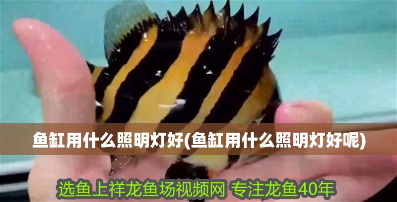魚缸用什么照明燈好(魚缸用什么照明燈好呢)