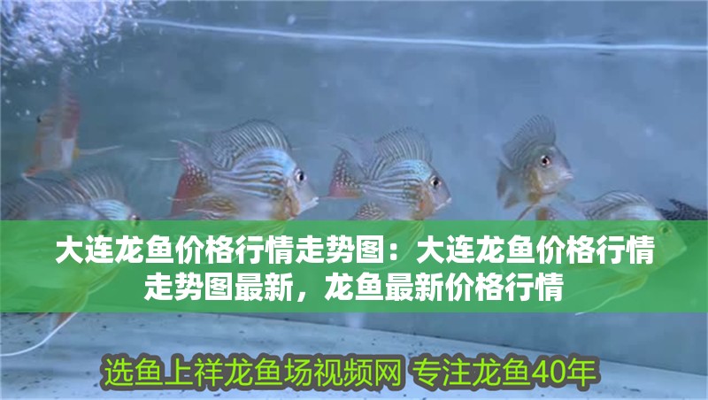 大連龍魚價格行情走勢圖：大連龍魚價格行情走勢圖最新，龍魚最新價格行情