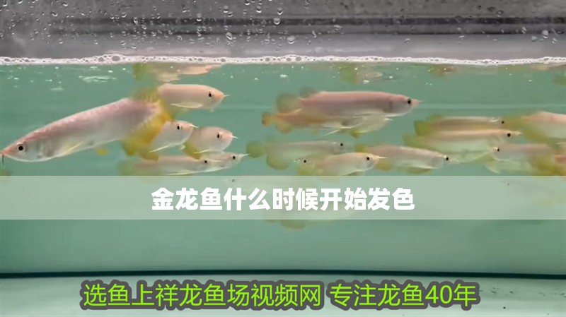 金龍魚什么時候開始發色