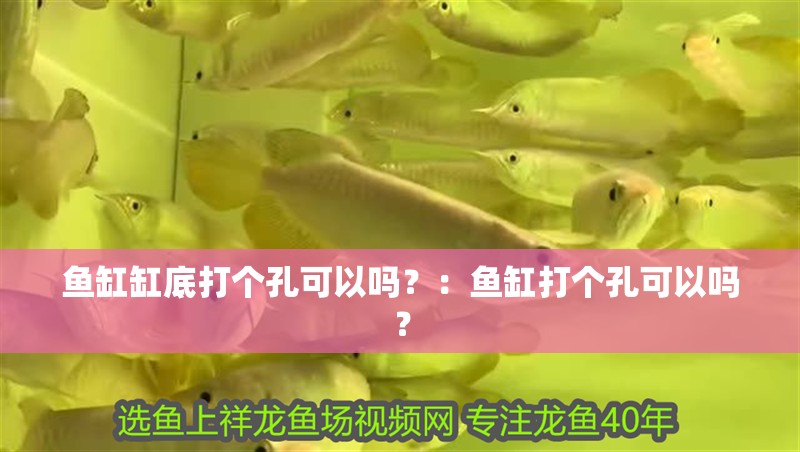 魚缸缸底打個孔可以嗎？：魚缸打個孔可以嗎？
