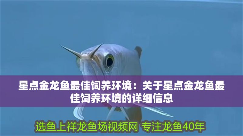 星點金龍魚最佳飼養環境：關于星點金龍魚最佳飼養環境的詳細信息