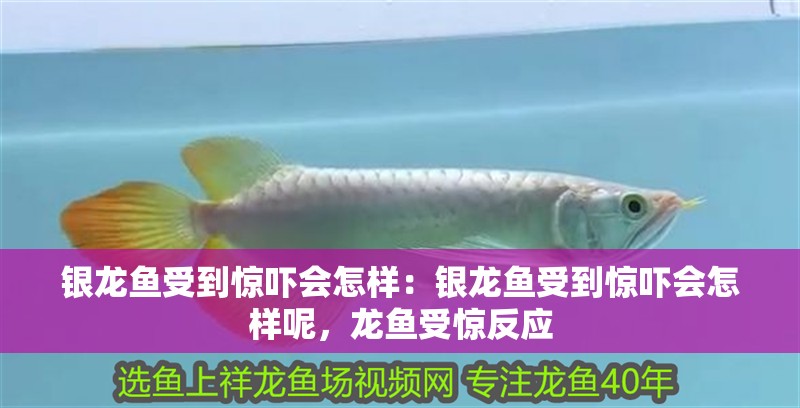 銀龍魚(yú)受到驚嚇會(huì)怎樣：銀龍魚(yú)受到驚嚇會(huì)怎樣呢，龍魚(yú)受驚反應(yīng)