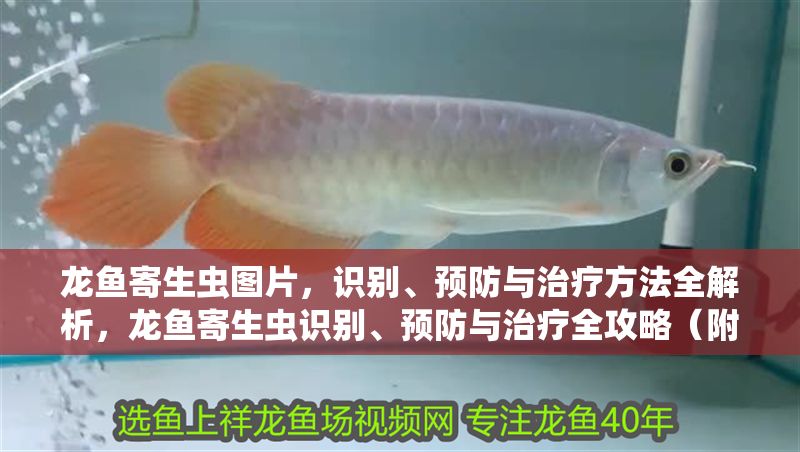 龍魚寄生蟲圖片，識別、預防與治療方法全解析，龍魚寄生蟲識別、預防與治療全攻略（附高清圖片）