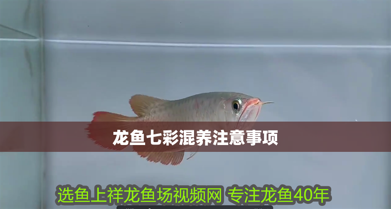 龍魚七彩混養注意事項