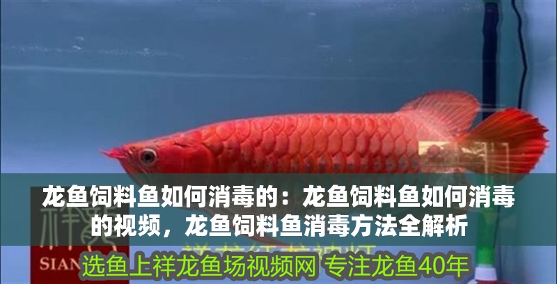龍魚飼料魚如何消毒的：龍魚飼料魚如何消毒的視頻，龍魚飼料魚消毒方法全解析