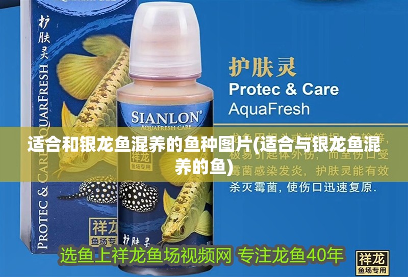 適合和銀龍魚混養的魚種圖片(適合與銀龍魚混養的魚)