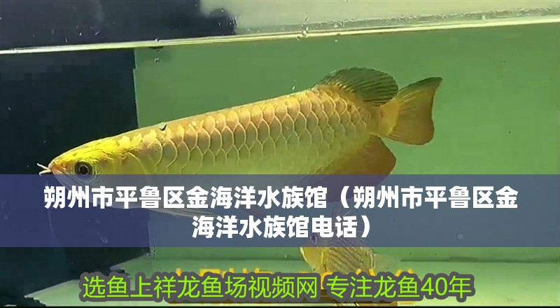 朔州市平魯區(qū)金海洋水族館（朔州市平魯區(qū)金海洋水族館電話）