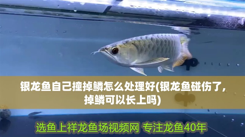 銀龍魚自己撞掉鱗怎么處理好(銀龍魚碰傷了,掉鱗可以長上嗎)