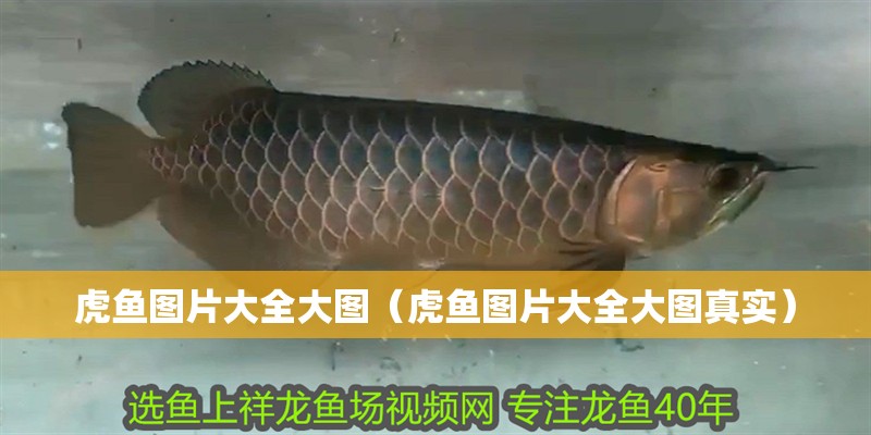 虎魚圖片大全大圖（虎魚圖片大全大圖真實）