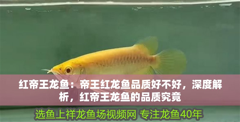 紅帝王龍魚：帝王紅龍魚品質好不好，深度解析，紅帝王龍魚的品質究竟