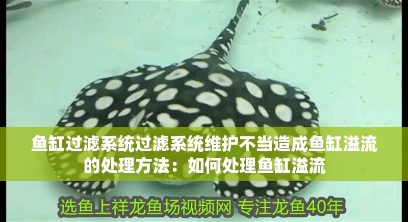 魚缸過濾系統(tǒng)過濾系統(tǒng)維護不當造成魚缸溢流的處理方法：如何處理魚缸溢流