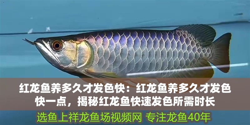 紅龍魚養多久才發色快：紅龍魚養多久才發色快一點，揭秘紅龍魚快速發色所需時長
