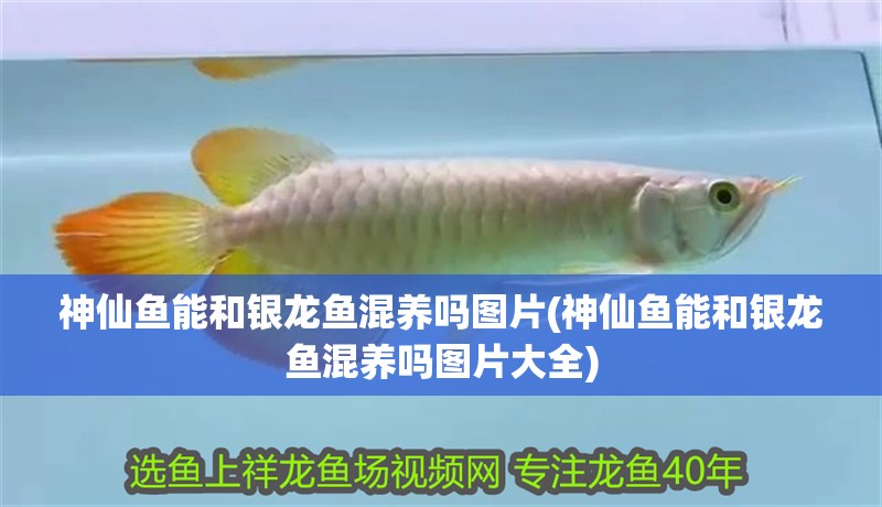 神仙魚能和銀龍魚混養(yǎng)嗎圖片(神仙魚能和銀龍魚混養(yǎng)嗎圖片大全)