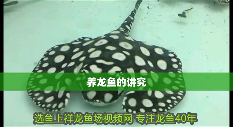 養(yǎng)龍魚的講究