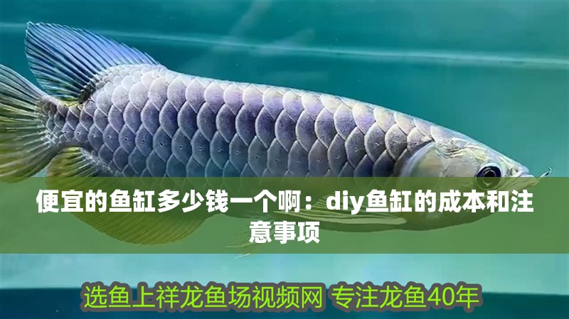 便宜的魚缸多少錢一個(gè)啊：diy魚缸的成本和注意事項(xiàng)