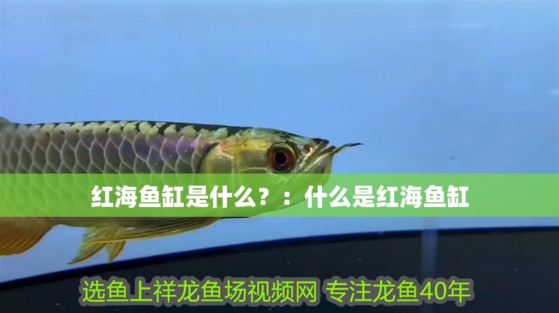 紅海魚缸是什么？：什么是紅海魚缸
