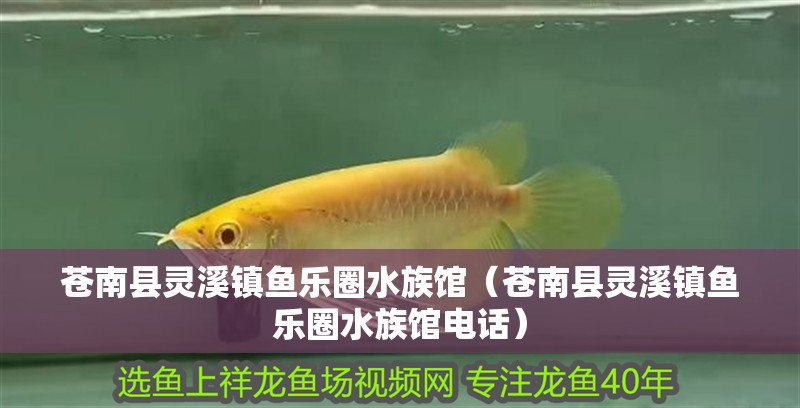 蒼南縣靈溪鎮(zhèn)魚樂圈水族館（蒼南縣靈溪鎮(zhèn)魚樂圈水族館電話）