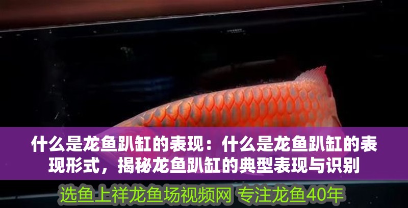 什么是龍魚趴缸的表現(xiàn)：什么是龍魚趴缸的表現(xiàn)形式，揭秘龍魚趴缸的典型表現(xiàn)與識別
