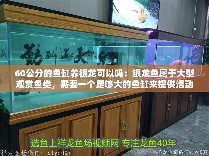 60公分的魚缸養銀龍可以嗎：銀龍魚屬于大型觀賞魚類，需要一個足夠大的魚缸來提供活動空間