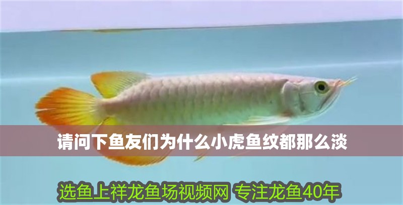 請問下魚友們為什么小虎魚紋都那么淡