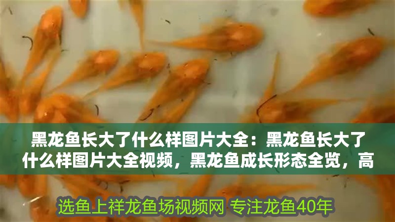 黑龍魚長大了什么樣圖片大全：黑龍魚長大了什么樣圖片大全視頻，黑龍魚成長形態(tài)全覽，高清圖片與視頻合集
